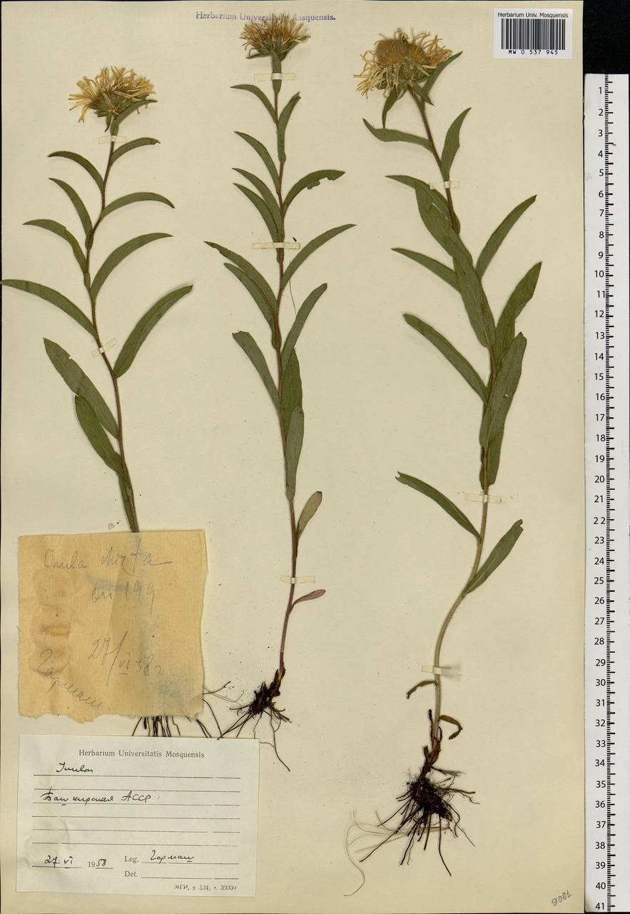 Pentanema hirtum (L.) D. Gut. Larr., Santos-Vicente, Anderb., E. Rico & M. M. Mart. Ort., Eastern Europe, Eastern region (E10) (Russia)