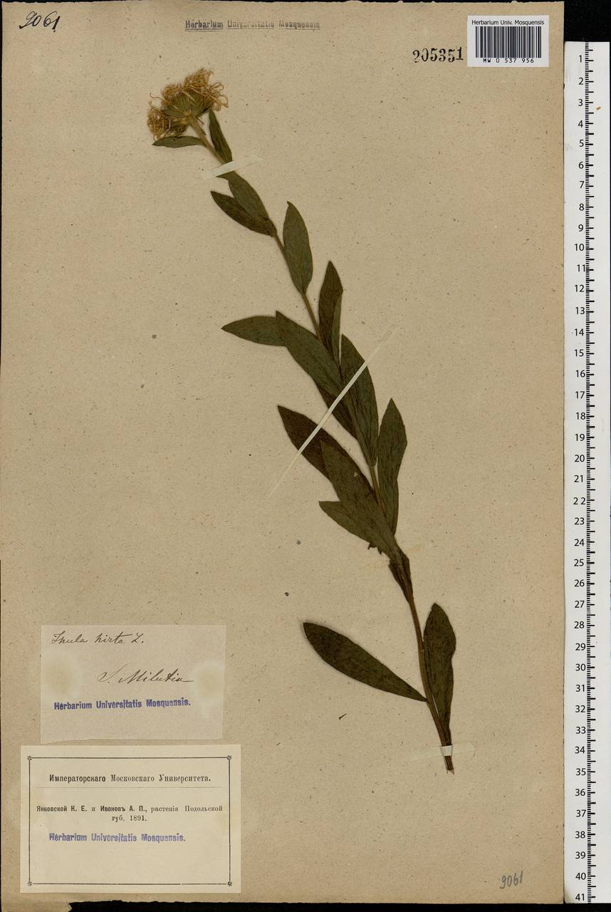 Pentanema hirtum (L.) D. Gut. Larr., Santos-Vicente, Anderb., E. Rico & M. M. Mart. Ort., Eastern Europe, South Ukrainian region (E12) (Ukraine)