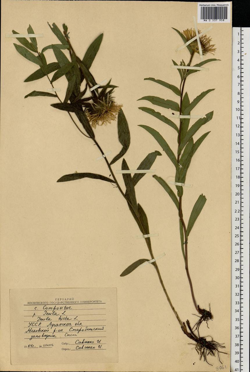 Pentanema hirtum (L.) D. Gut. Larr., Santos-Vicente, Anderb., E. Rico & M. M. Mart. Ort., Eastern Europe, North Ukrainian region (E11) (Ukraine)