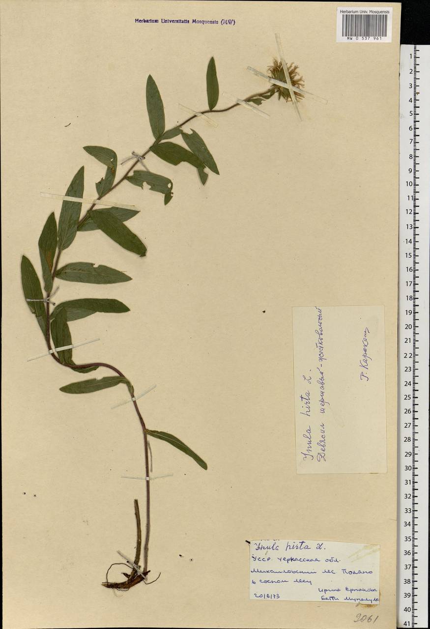 Pentanema hirtum (L.) D. Gut. Larr., Santos-Vicente, Anderb., E. Rico & M. M. Mart. Ort., Eastern Europe, South Ukrainian region (E12) (Ukraine)