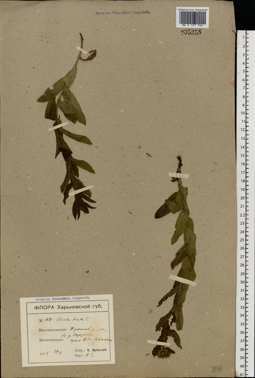 Pentanema hirtum (L.) D. Gut. Larr., Santos-Vicente, Anderb., E. Rico & M. M. Mart. Ort., Eastern Europe, South Ukrainian region (E12) (Ukraine)