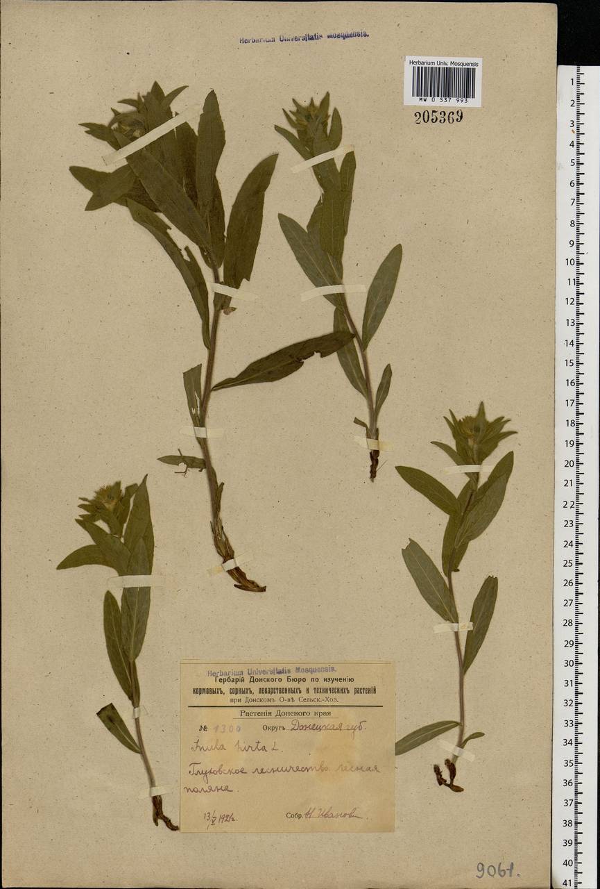 Pentanema hirtum (L.) D. Gut. Larr., Santos-Vicente, Anderb., E. Rico & M. M. Mart. Ort., Eastern Europe, South Ukrainian region (E12) (Ukraine)