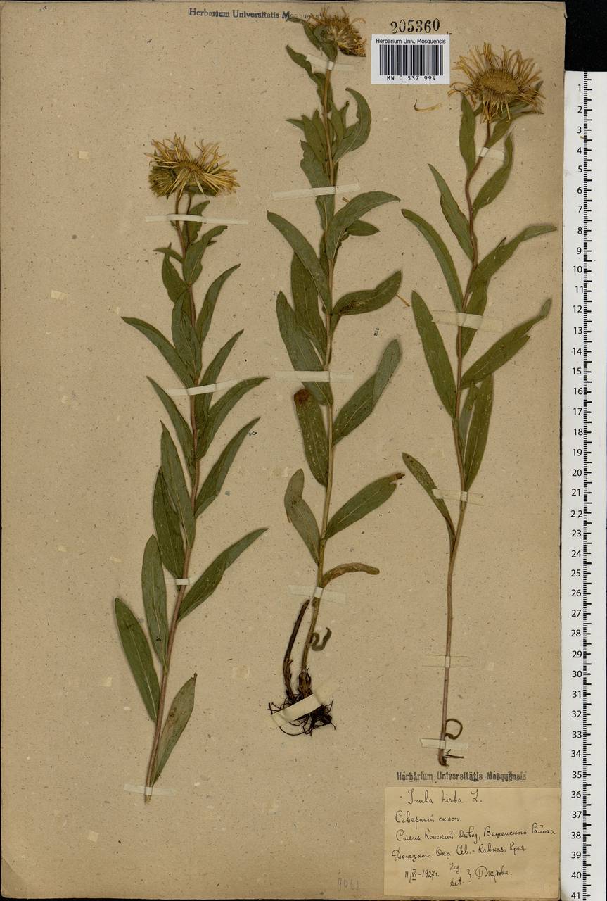 Pentanema hirtum (L.) D. Gut. Larr., Santos-Vicente, Anderb., E. Rico & M. M. Mart. Ort., Eastern Europe, Rostov Oblast (E12a) (Russia)