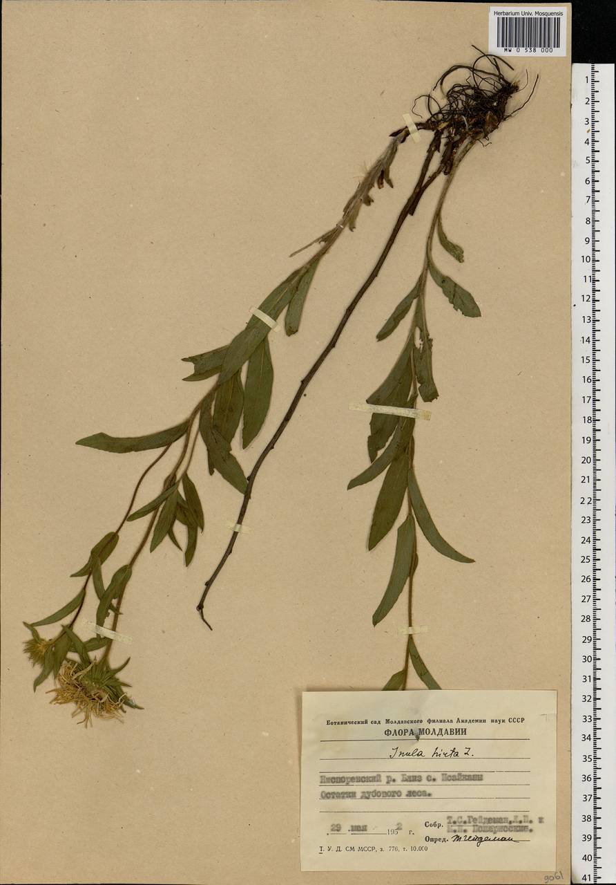 Pentanema hirtum (L.) D. Gut. Larr., Santos-Vicente, Anderb., E. Rico & M. M. Mart. Ort., Eastern Europe, Moldova (E13a) (Moldova)
