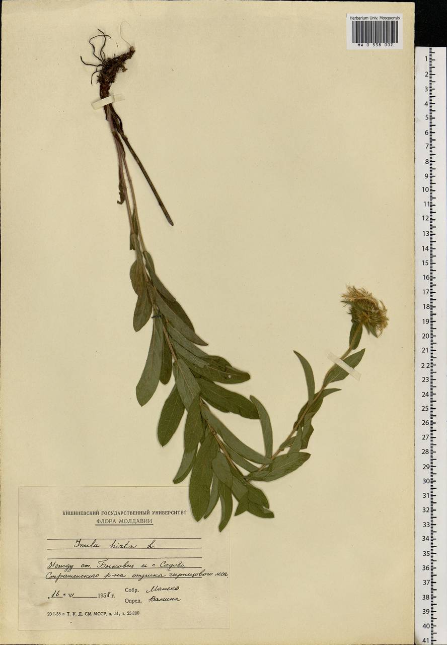 Pentanema hirtum (L.) D. Gut. Larr., Santos-Vicente, Anderb., E. Rico & M. M. Mart. Ort., Eastern Europe, Moldova (E13a) (Moldova)