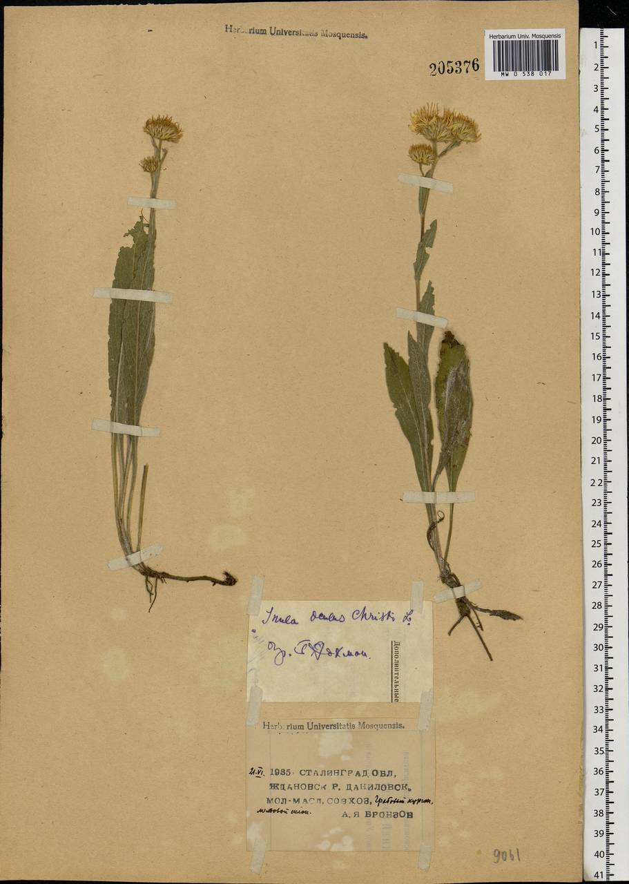 Pentanema oculus-christi (L.) D. Gut. Larr., Santos-Vicente, Anderb., E. Rico & M. M. Mart. Ort., Eastern Europe, Lower Volga region (E9) (Russia)