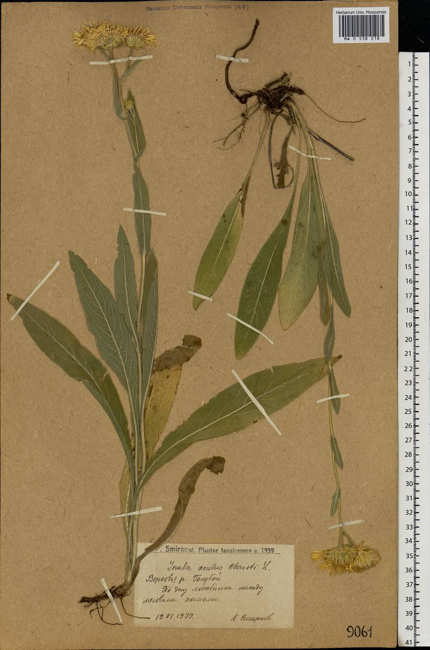 Pentanema oculus-christi (L.) D. Gut. Larr., Santos-Vicente, Anderb., E. Rico & M. M. Mart. Ort., Eastern Europe, Lower Volga region (E9) (Russia)