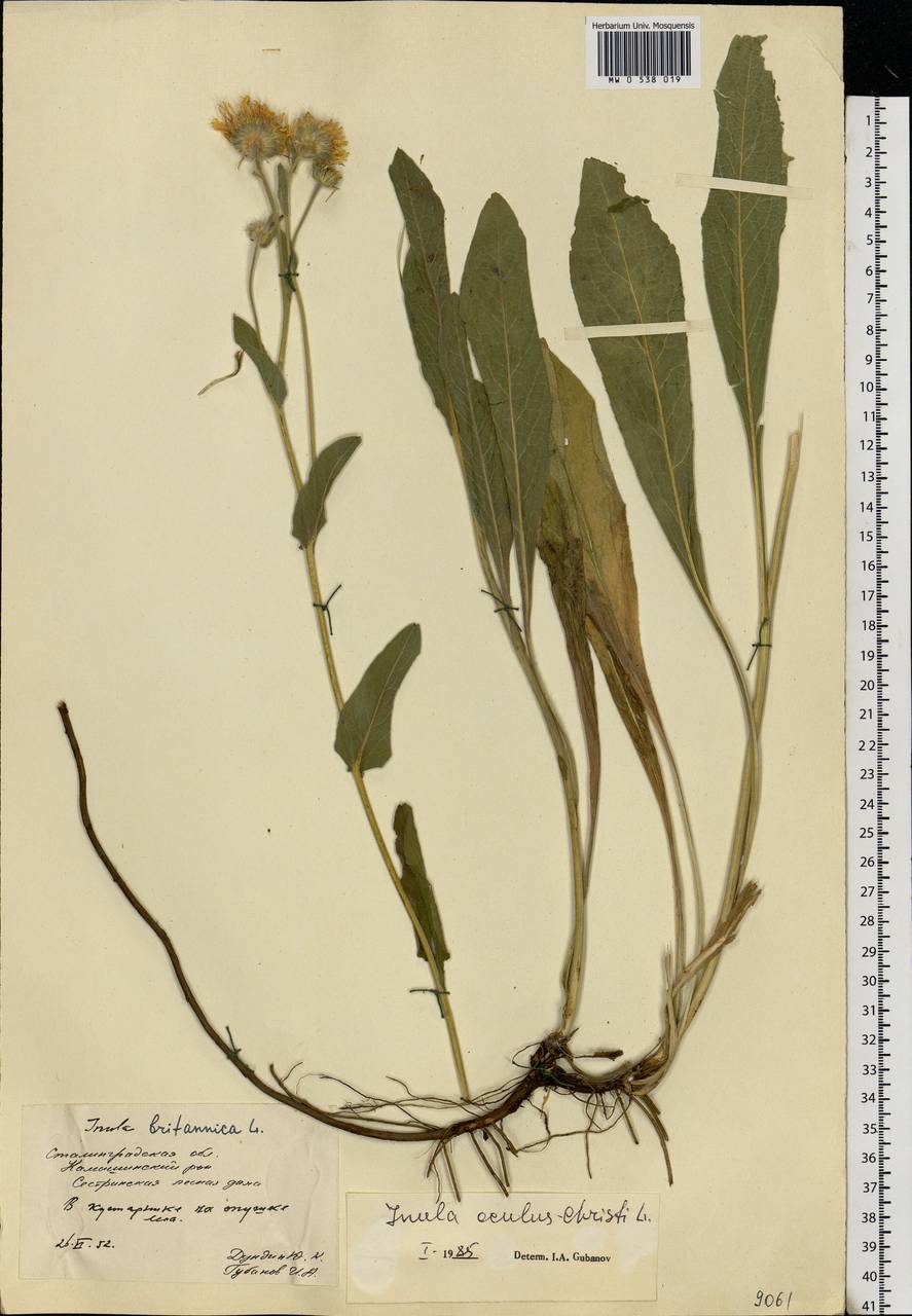 Pentanema oculus-christi (L.) D. Gut. Larr., Santos-Vicente, Anderb., E. Rico & M. M. Mart. Ort., Eastern Europe, Lower Volga region (E9) (Russia)