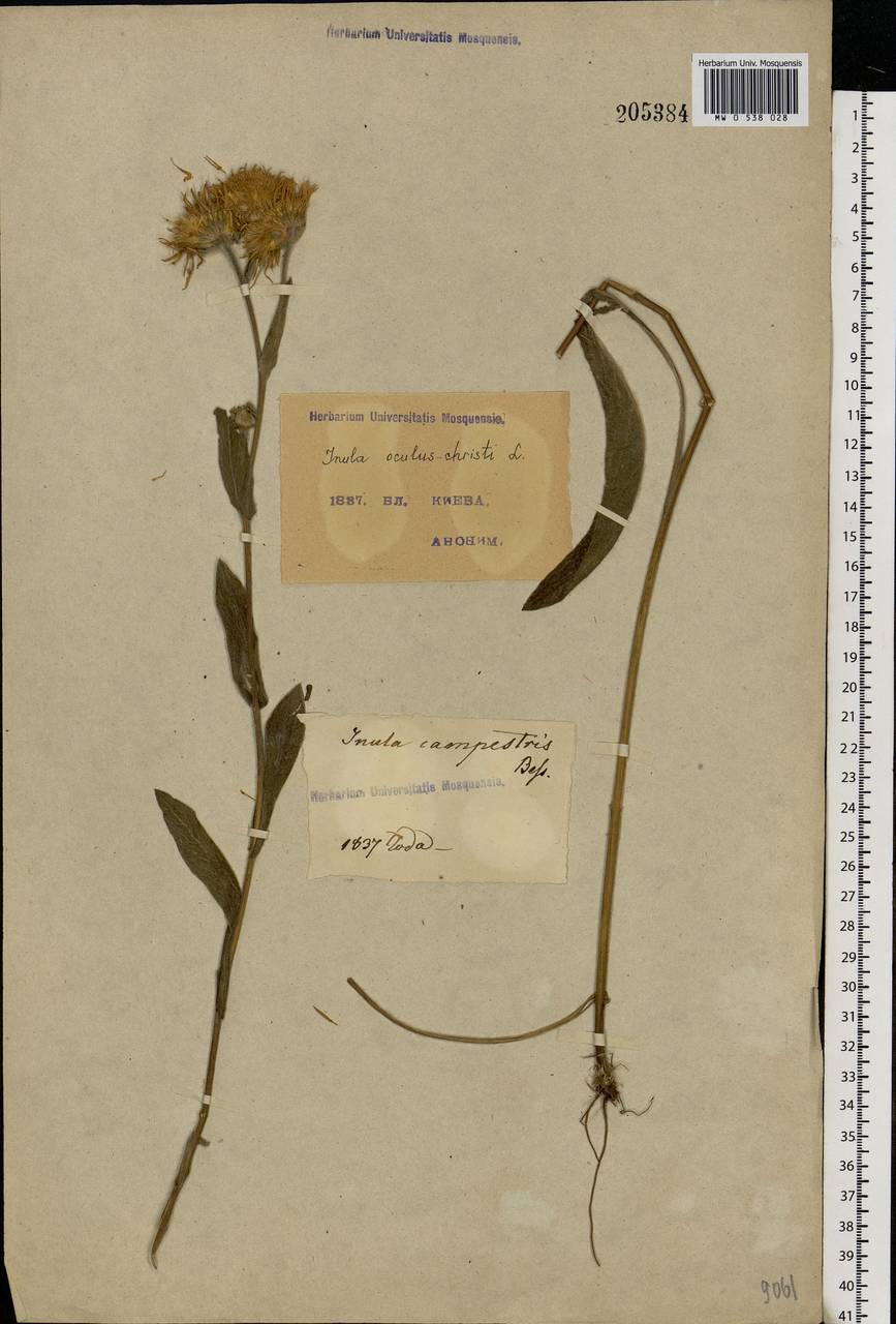 Pentanema oculus-christi (L.) D. Gut. Larr., Santos-Vicente, Anderb., E. Rico & M. M. Mart. Ort., Eastern Europe, North Ukrainian region (E11) (Ukraine)