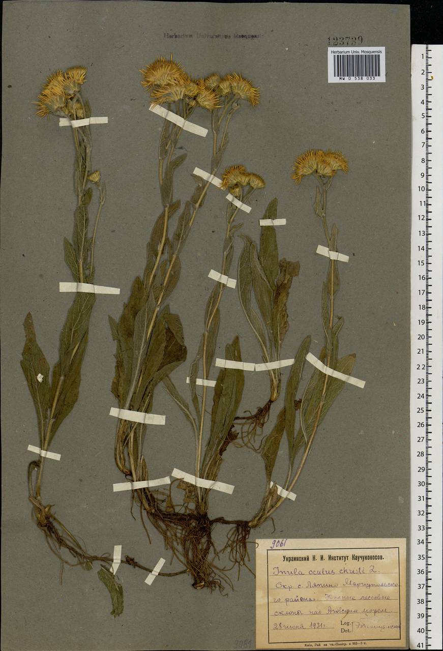 Pentanema oculus-christi (L.) D. Gut. Larr., Santos-Vicente, Anderb., E. Rico & M. M. Mart. Ort., Eastern Europe, South Ukrainian region (E12) (Ukraine)