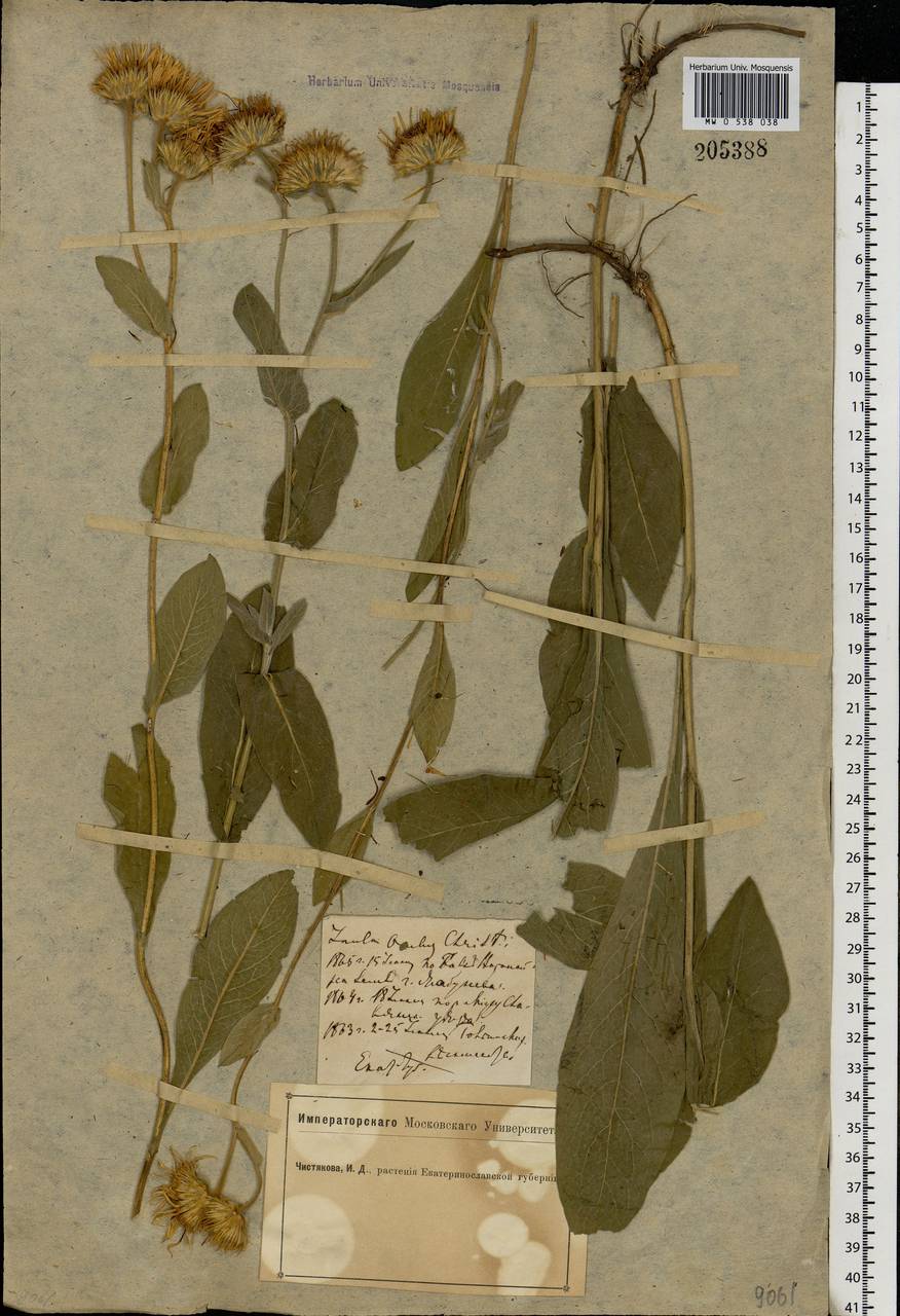 Pentanema oculus-christi (L.) D. Gut. Larr., Santos-Vicente, Anderb., E. Rico & M. M. Mart. Ort., Eastern Europe, South Ukrainian region (E12) (Ukraine)