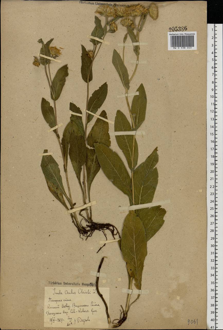 Pentanema oculus-christi (L.) D. Gut. Larr., Santos-Vicente, Anderb., E. Rico & M. M. Mart. Ort., Eastern Europe, Rostov Oblast (E12a) (Russia)