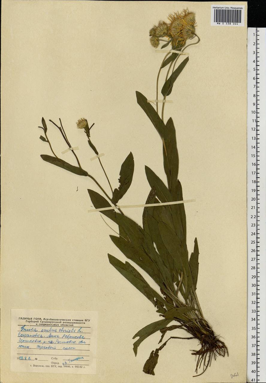 Pentanema oculus-christi (L.) D. Gut. Larr., Santos-Vicente, Anderb., E. Rico & M. M. Mart. Ort., Eastern Europe, Rostov Oblast (E12a) (Russia)