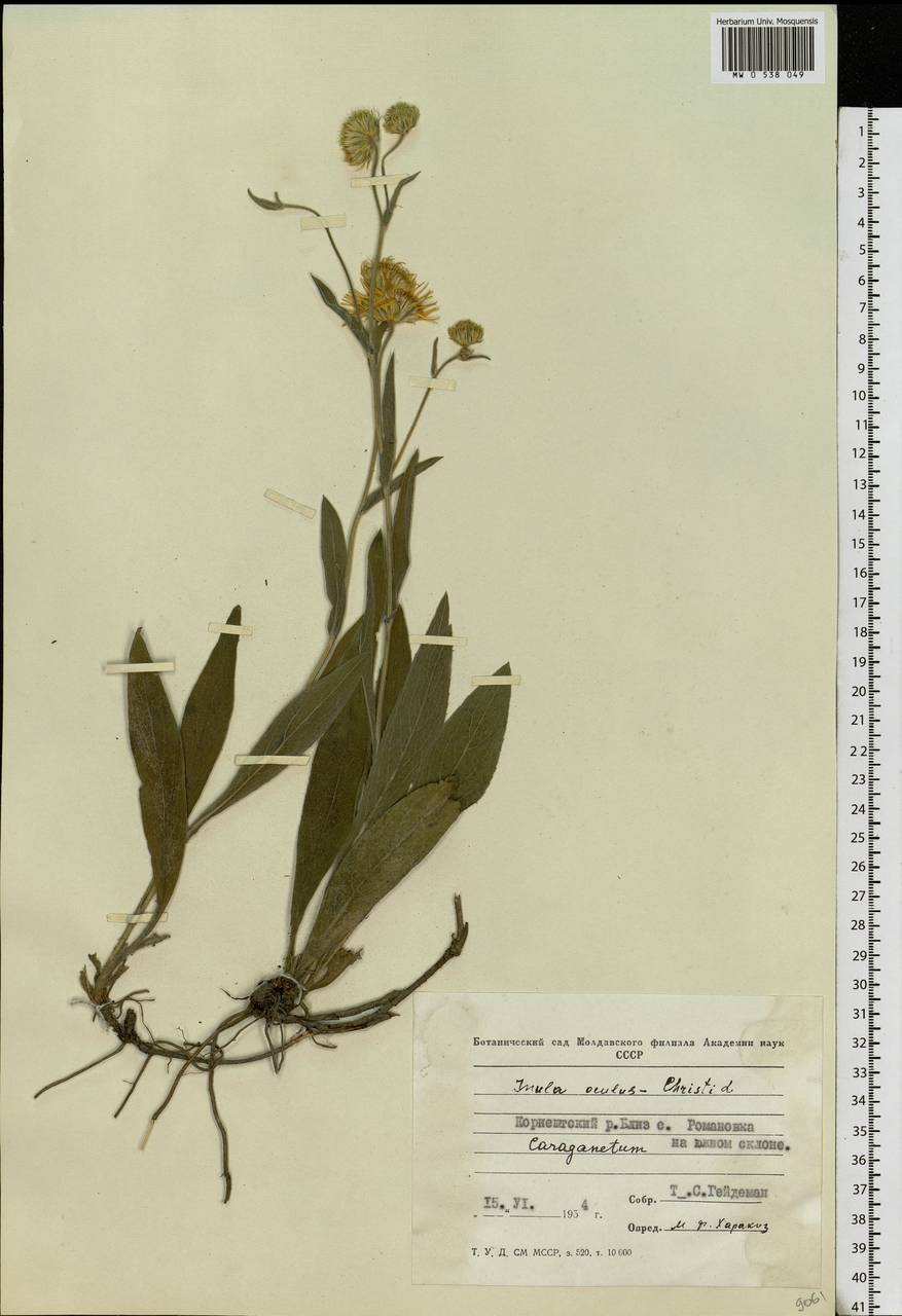 Pentanema oculus-christi (L.) D. Gut. Larr., Santos-Vicente, Anderb., E. Rico & M. M. Mart. Ort., Eastern Europe, Moldova (E13a) (Moldova)