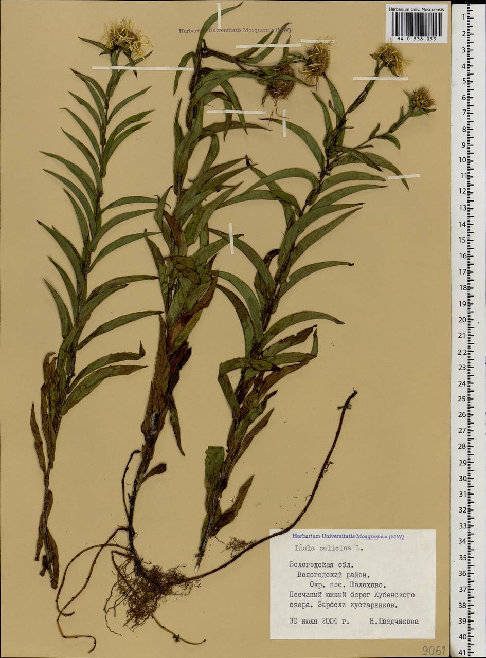 Pentanema salicinum subsp. salicinum, Eastern Europe, Northern region (E1) (Russia)