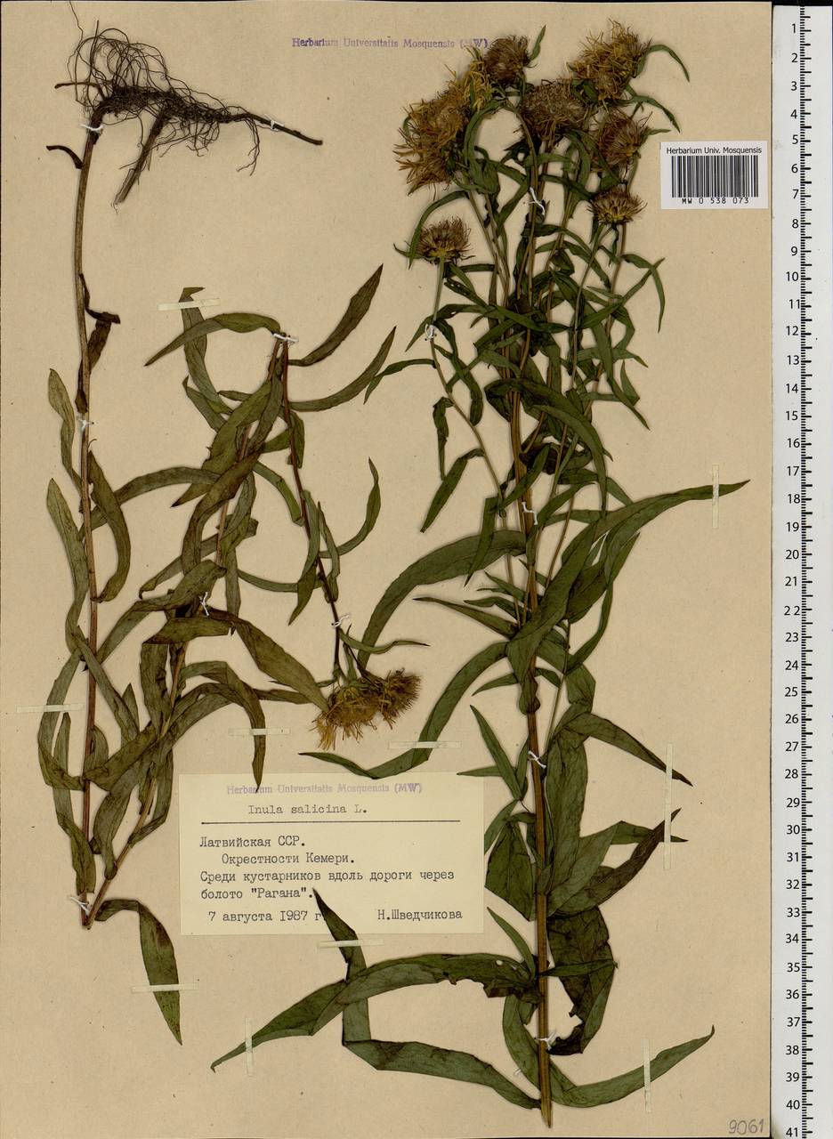 Pentanema salicinum (L.) D. Gut. Larr., Santos-Vicente, Anderb., E. Rico & M. M. Mart. Ort., Eastern Europe, Latvia (E2b) (Latvia)