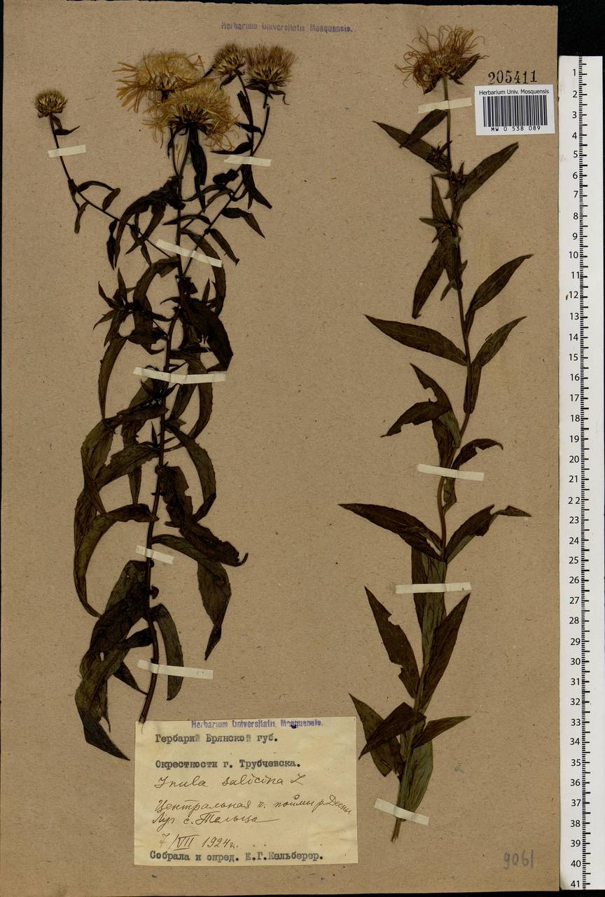 Pentanema salicinum subsp. salicinum, Eastern Europe, Western region (E3) (Russia)