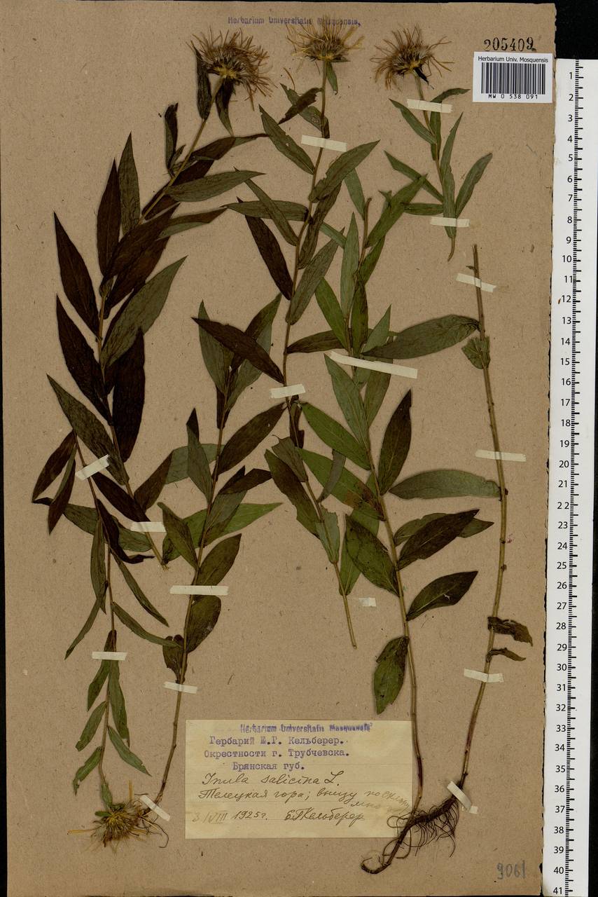 Pentanema salicinum (L.) D. Gut. Larr., Santos-Vicente, Anderb., E. Rico & M. M. Mart. Ort., Eastern Europe, Western region (E3) (Russia)