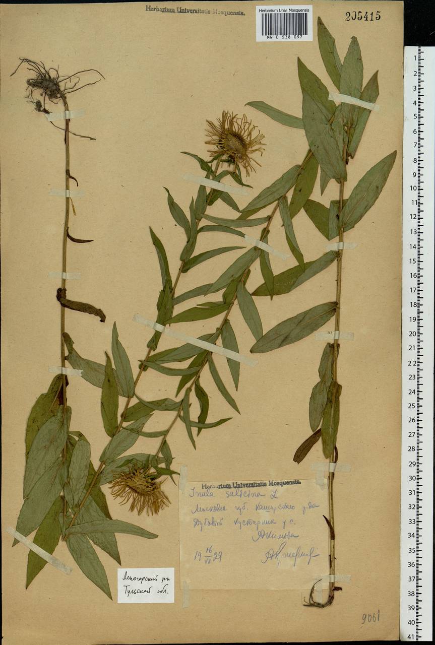 Pentanema salicinum (L.) D. Gut. Larr., Santos-Vicente, Anderb., E. Rico & M. M. Mart. Ort., Eastern Europe, Central region (E4) (Russia)