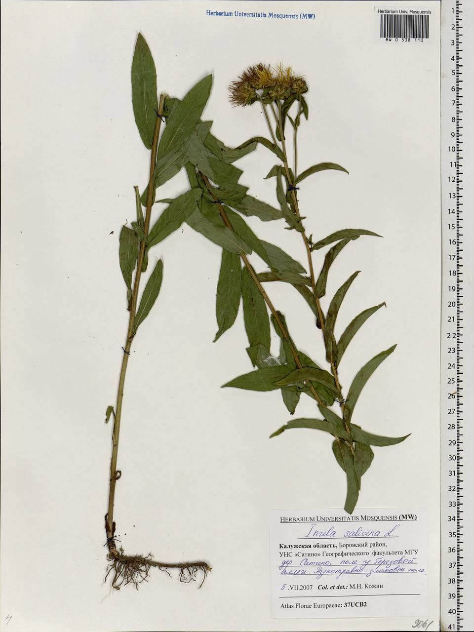 Pentanema salicinum subsp. salicinum, Eastern Europe, Central region (E4) (Russia)