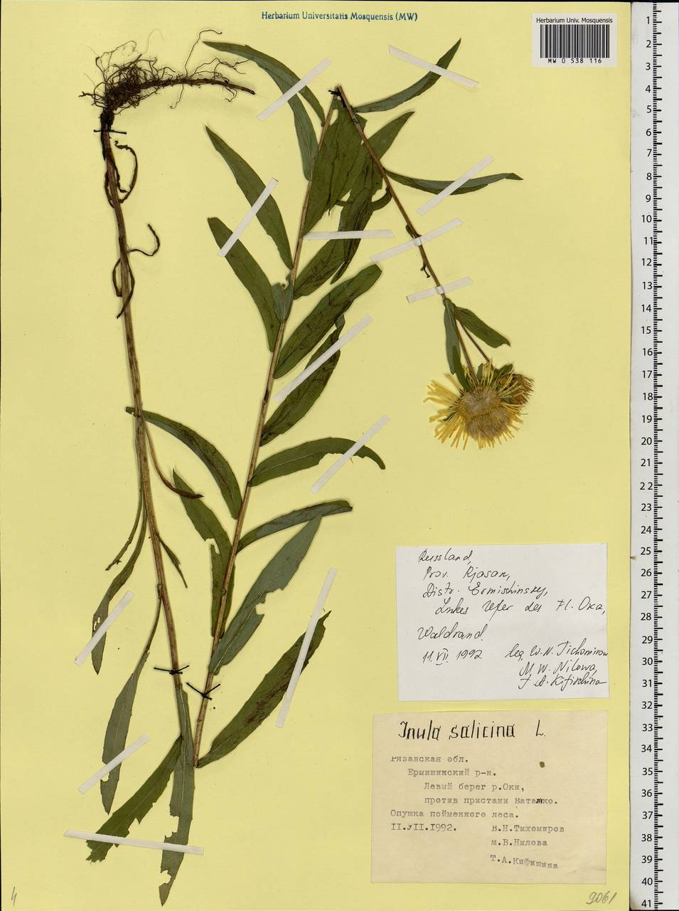 Pentanema salicinum subsp. salicinum, Eastern Europe, Central region (E4) (Russia)