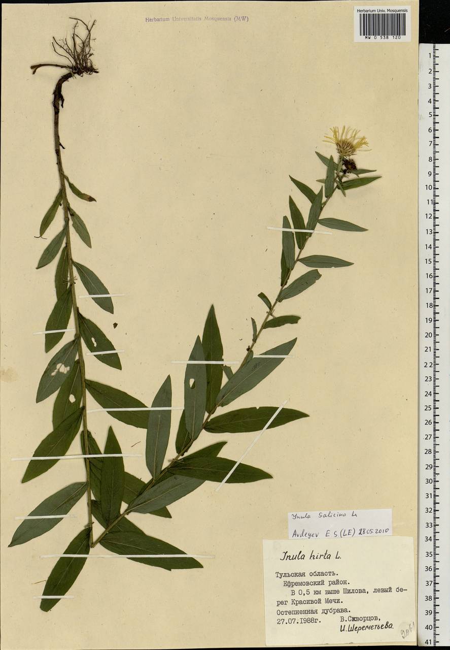 Pentanema salicinum (L.) D. Gut. Larr., Santos-Vicente, Anderb., E. Rico & M. M. Mart. Ort., Eastern Europe, Central region (E4) (Russia)
