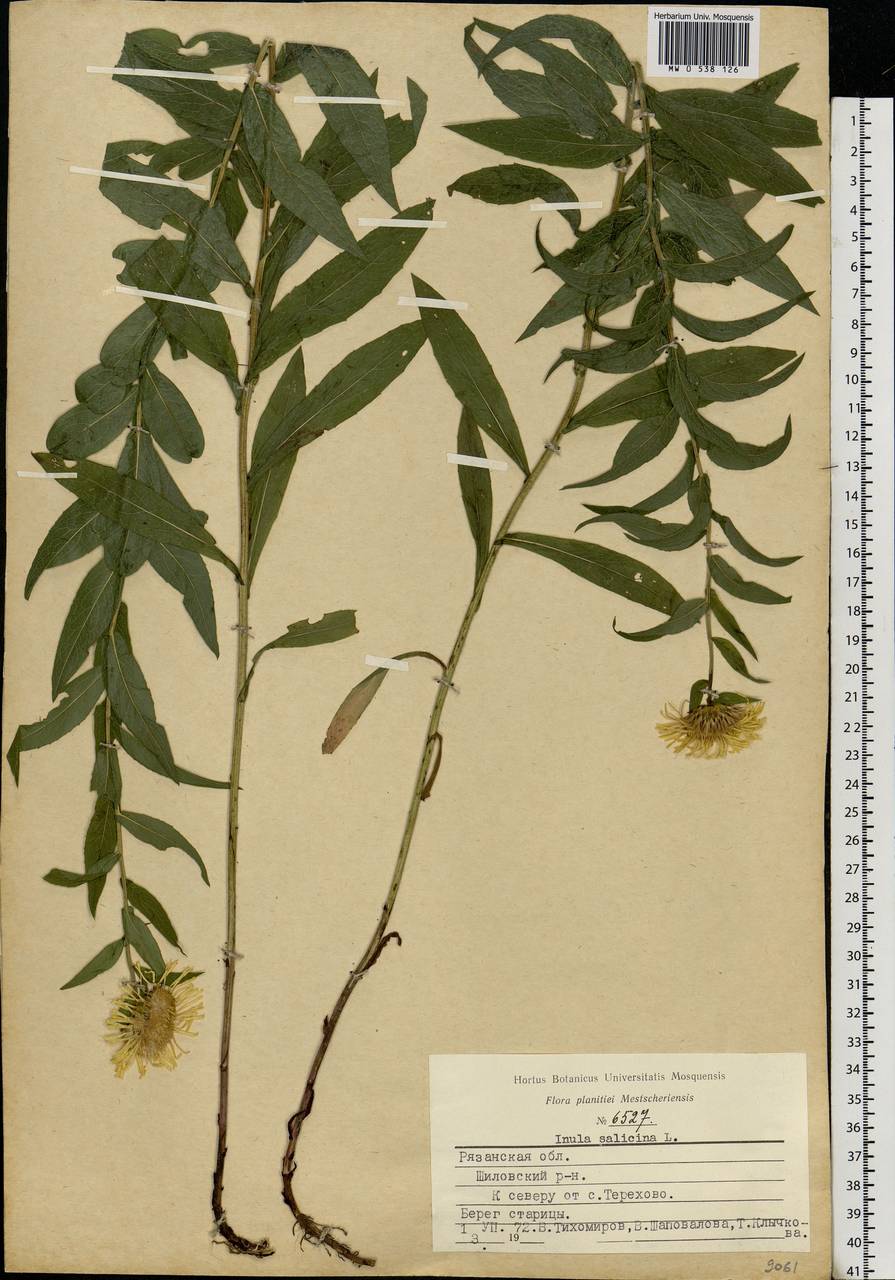 Pentanema salicinum (L.) D. Gut. Larr., Santos-Vicente, Anderb., E. Rico & M. M. Mart. Ort., Eastern Europe, Central region (E4) (Russia)