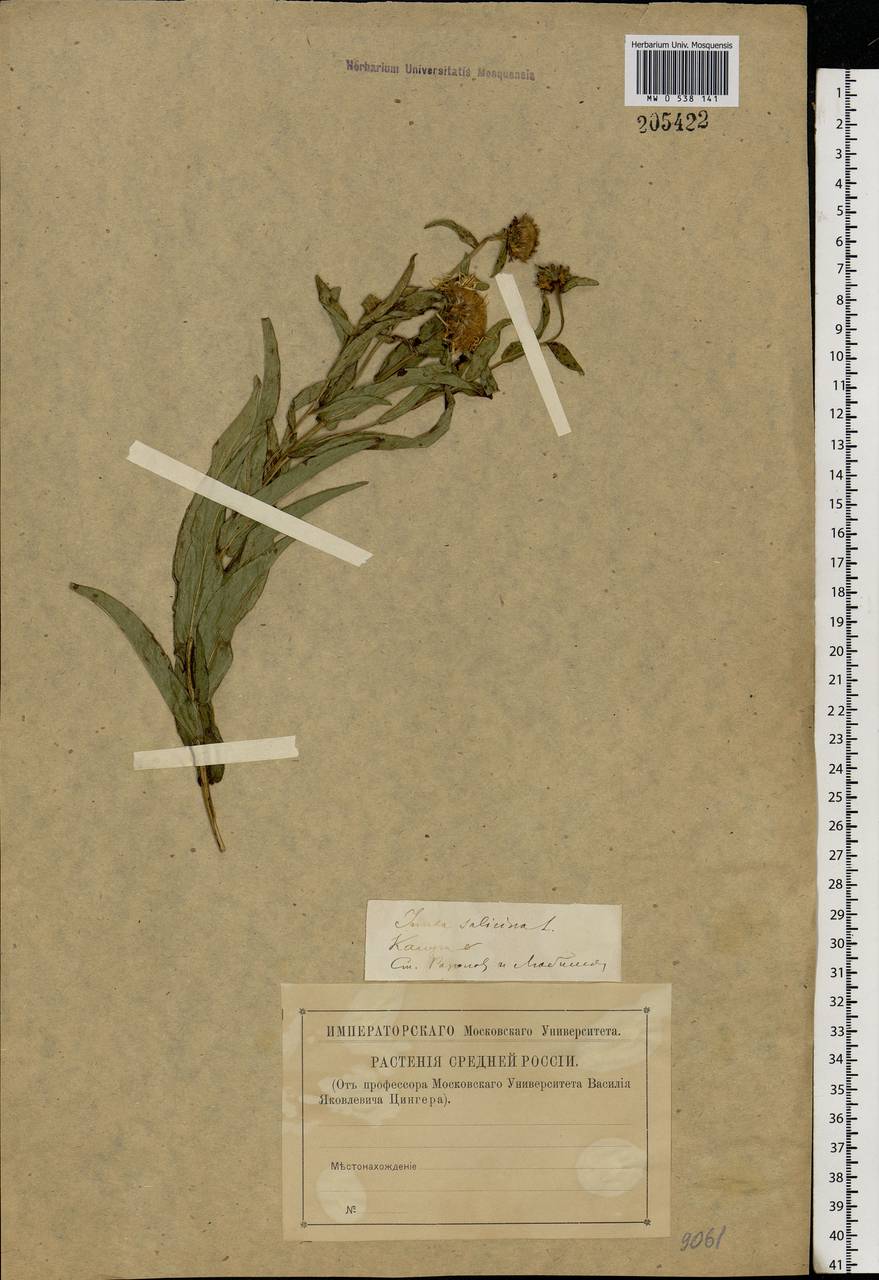 Pentanema salicinum (L.) D. Gut. Larr., Santos-Vicente, Anderb., E. Rico & M. M. Mart. Ort., Eastern Europe, Central region (E4) (Russia)