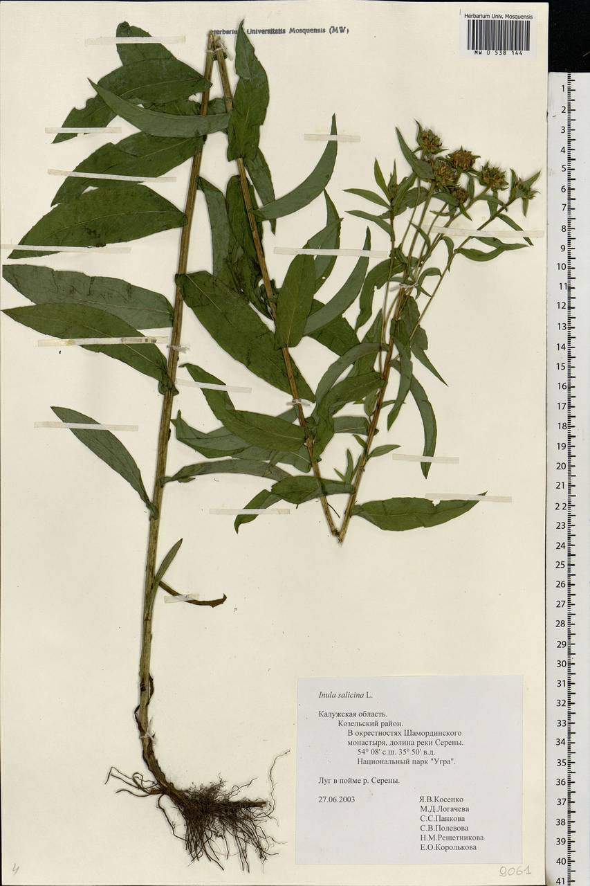 Pentanema salicinum subsp. salicinum, Eastern Europe, Central region (E4) (Russia)