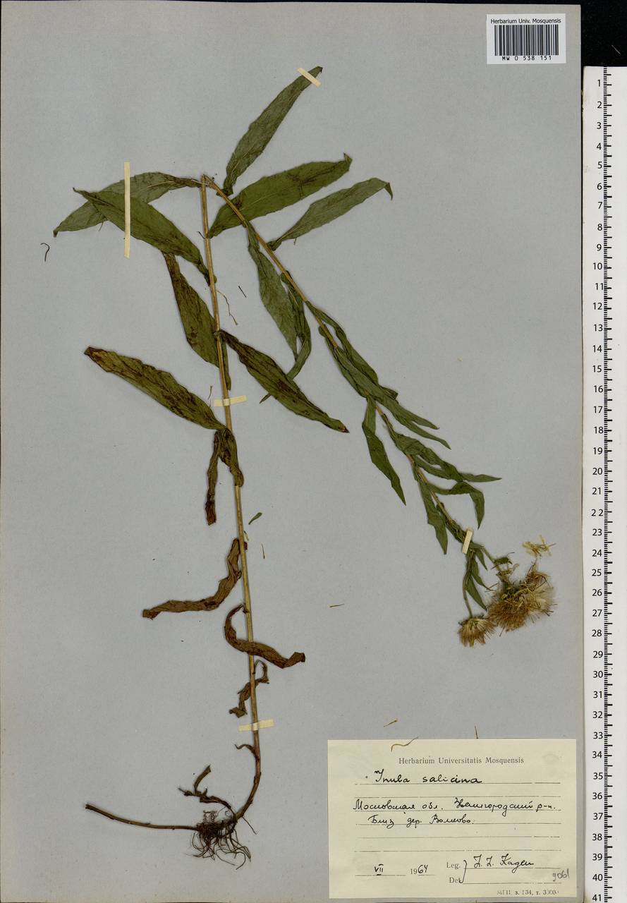 Pentanema salicinum (L.) D. Gut. Larr., Santos-Vicente, Anderb., E. Rico & M. M. Mart. Ort., Eastern Europe, Moscow region (E4a) (Russia)