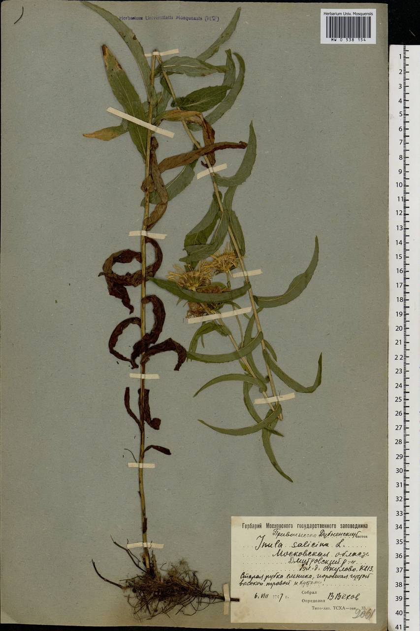 Pentanema salicinum (L.) D. Gut. Larr., Santos-Vicente, Anderb., E. Rico & M. M. Mart. Ort., Eastern Europe, Moscow region (E4a) (Russia)