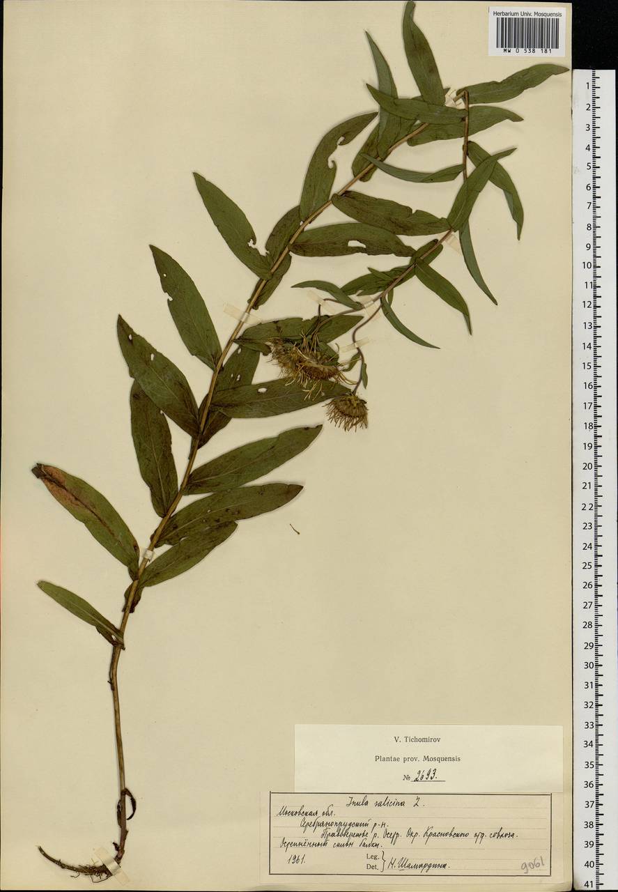 Pentanema salicinum subsp. salicinum, Eastern Europe, Moscow region (E4a) (Russia)