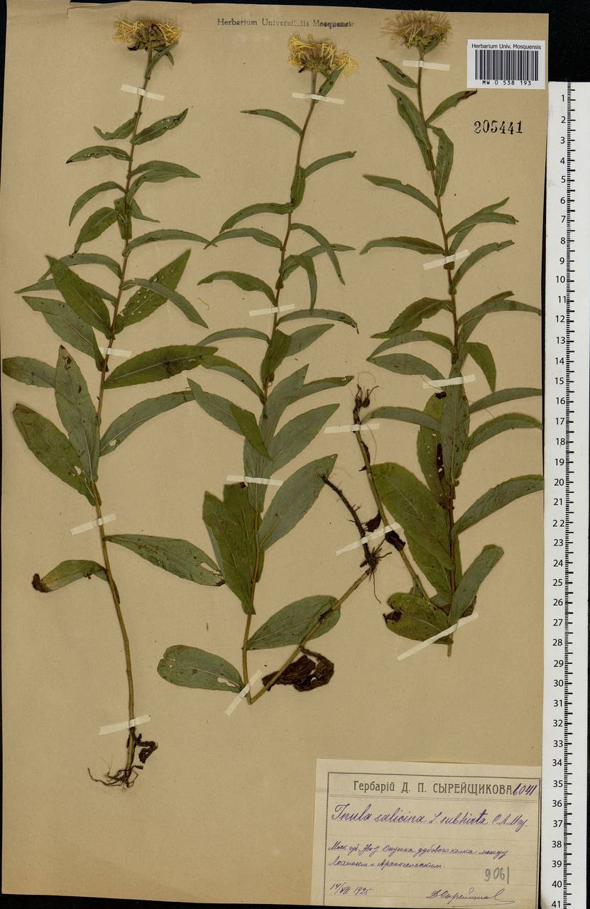 Pentanema salicinum subsp. salicinum, Eastern Europe, Moscow region (E4a) (Russia)