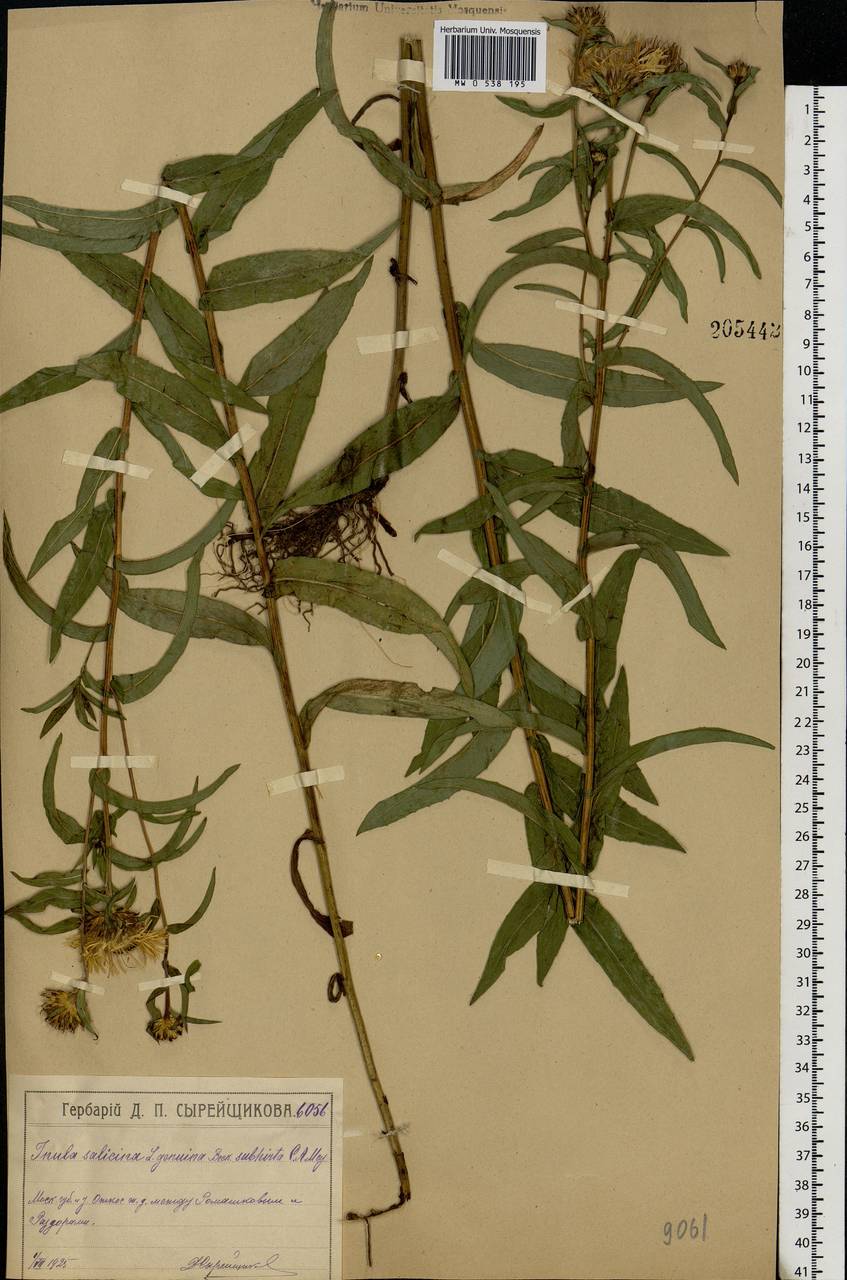 Pentanema salicinum subsp. salicinum, Eastern Europe, Moscow region (E4a) (Russia)