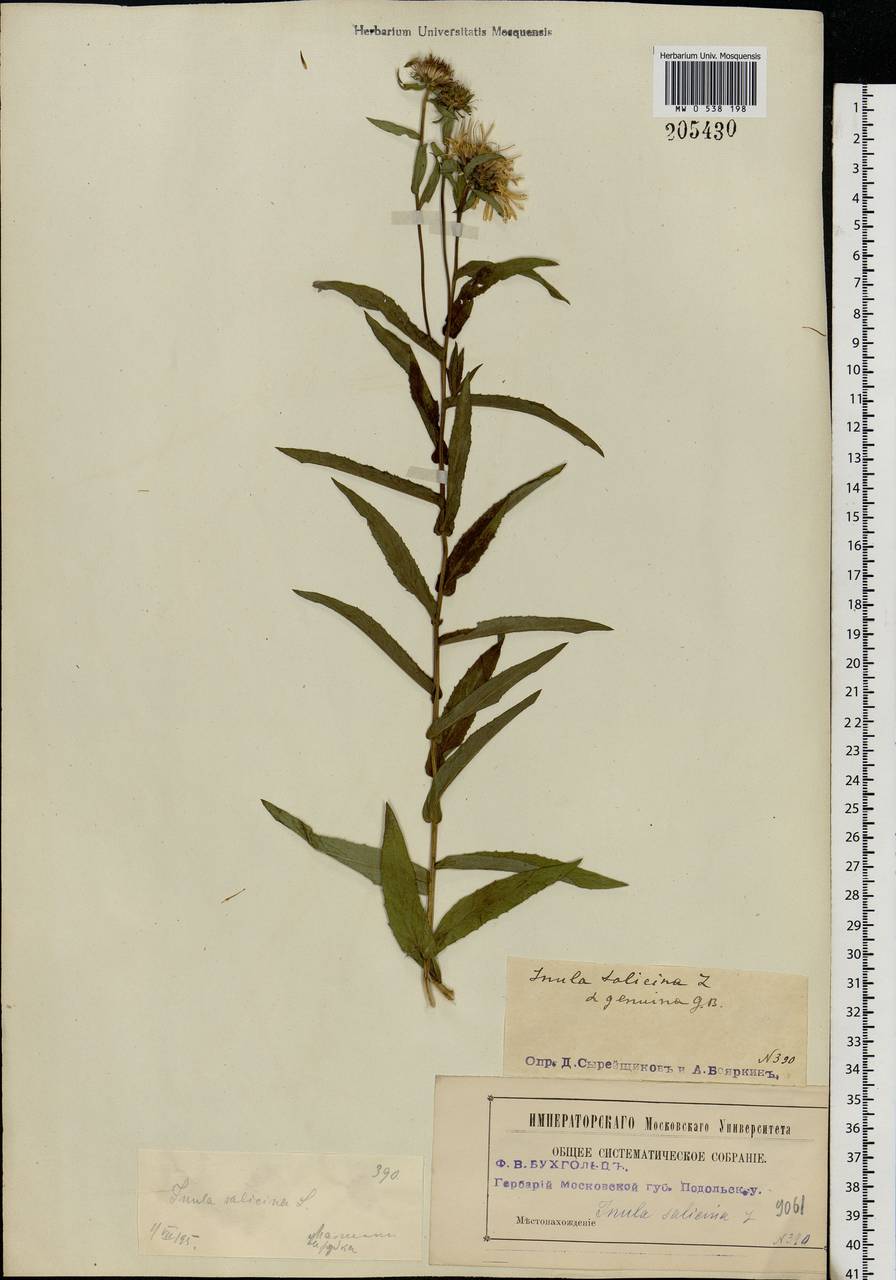 Pentanema salicinum subsp. salicinum, Eastern Europe, Moscow region (E4a) (Russia)