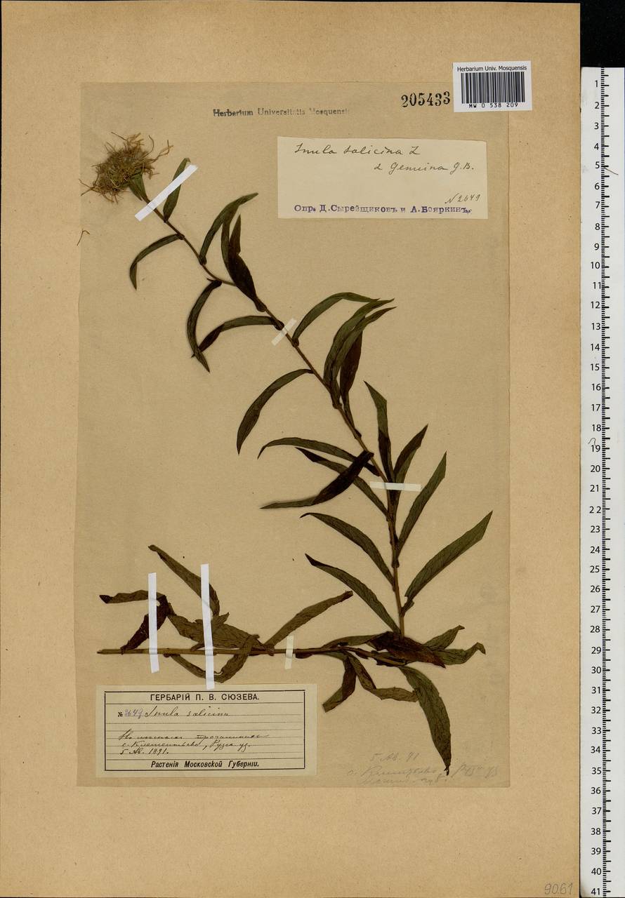Pentanema salicinum subsp. salicinum, Eastern Europe, Moscow region (E4a) (Russia)