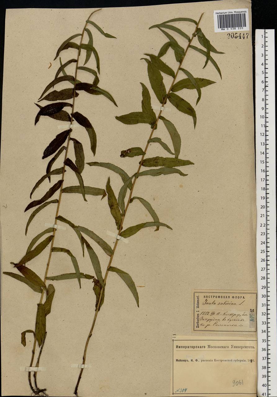 Pentanema salicinum (L.) D. Gut. Larr., Santos-Vicente, Anderb., E. Rico & M. M. Mart. Ort., Eastern Europe, Central forest region (E5) (Russia)