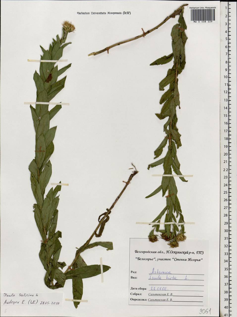 Pentanema salicinum subsp. salicinum, Eastern Europe, Central forest-and-steppe region (E6) (Russia)