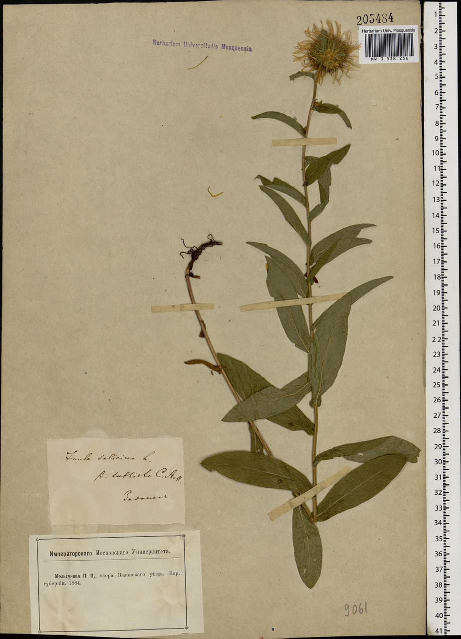 Pentanema salicinum (L.) D. Gut. Larr., Santos-Vicente, Anderb., E. Rico & M. M. Mart. Ort., Eastern Europe, Central forest-and-steppe region (E6) (Russia)