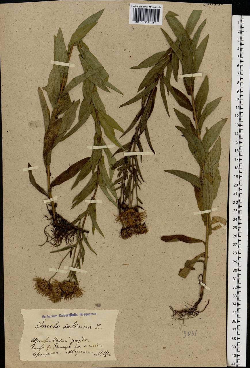 Pentanema salicinum (L.) D. Gut. Larr., Santos-Vicente, Anderb., E. Rico & M. M. Mart. Ort., Eastern Europe, Central forest-and-steppe region (E6) (Russia)