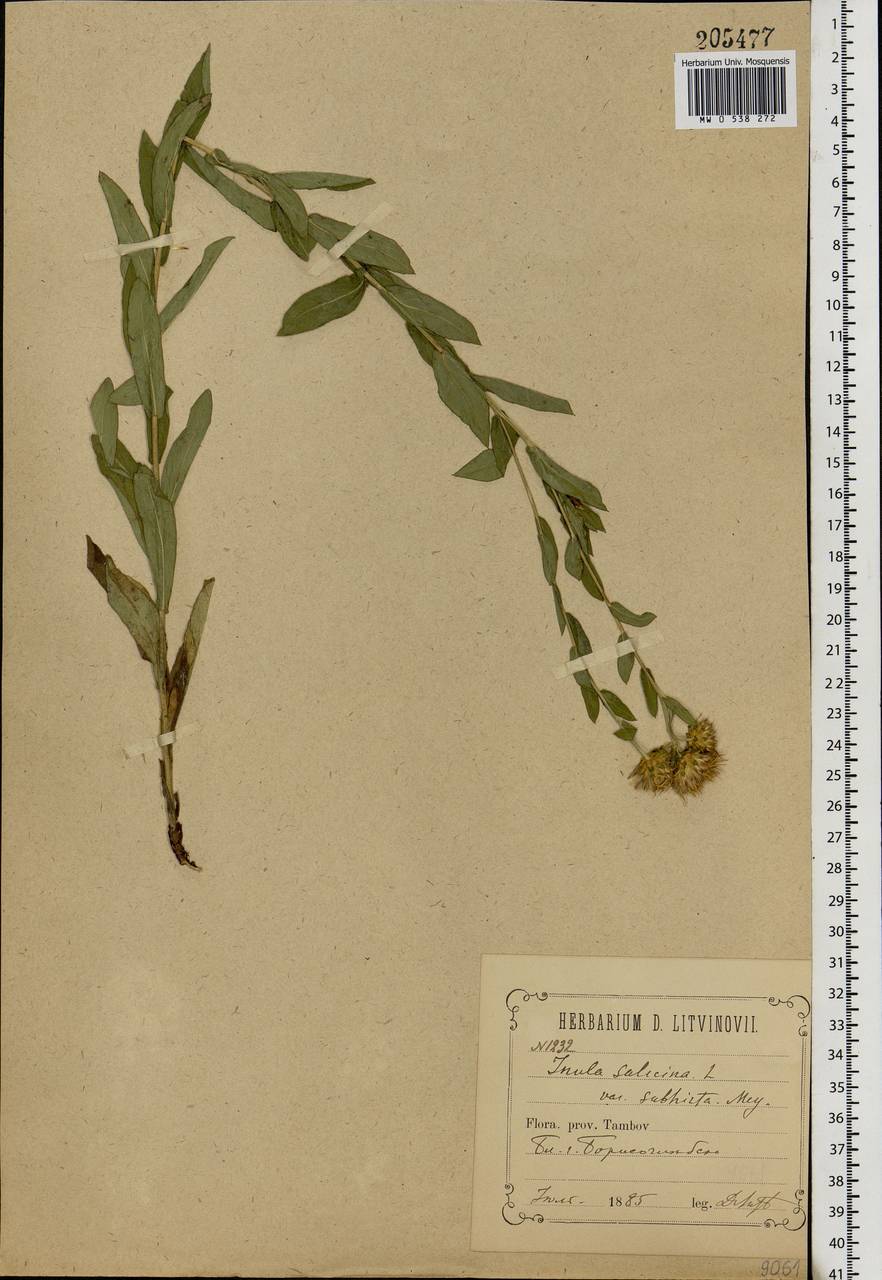 Pentanema salicinum (L.) D. Gut. Larr., Santos-Vicente, Anderb., E. Rico & M. M. Mart. Ort., Eastern Europe, Central forest-and-steppe region (E6) (Russia)