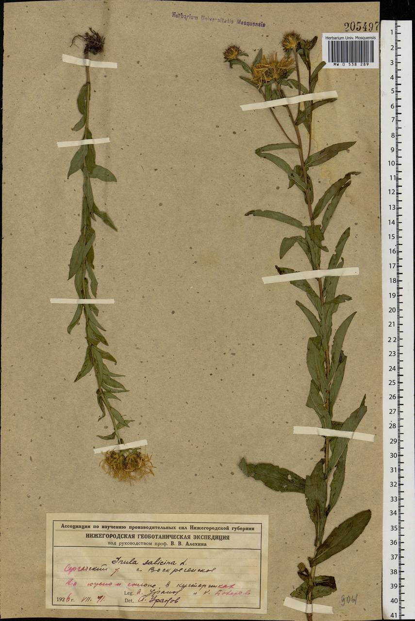 Pentanema salicinum (L.) D. Gut. Larr., Santos-Vicente, Anderb., E. Rico & M. M. Mart. Ort., Eastern Europe, Volga-Kama region (E7) (Russia)