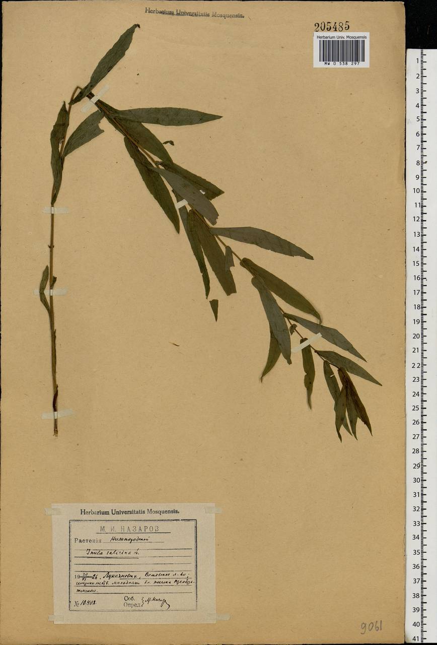 Pentanema salicinum (L.) D. Gut. Larr., Santos-Vicente, Anderb., E. Rico & M. M. Mart. Ort., Eastern Europe, Volga-Kama region (E7) (Russia)