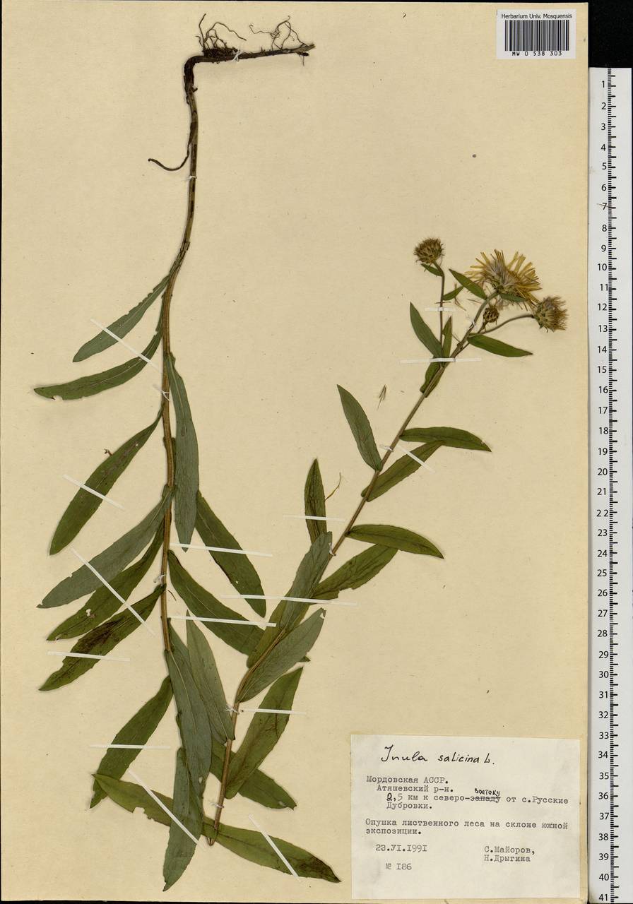 Pentanema salicinum (L.) D. Gut. Larr., Santos-Vicente, Anderb., E. Rico & M. M. Mart. Ort., Eastern Europe, Middle Volga region (E8) (Russia)