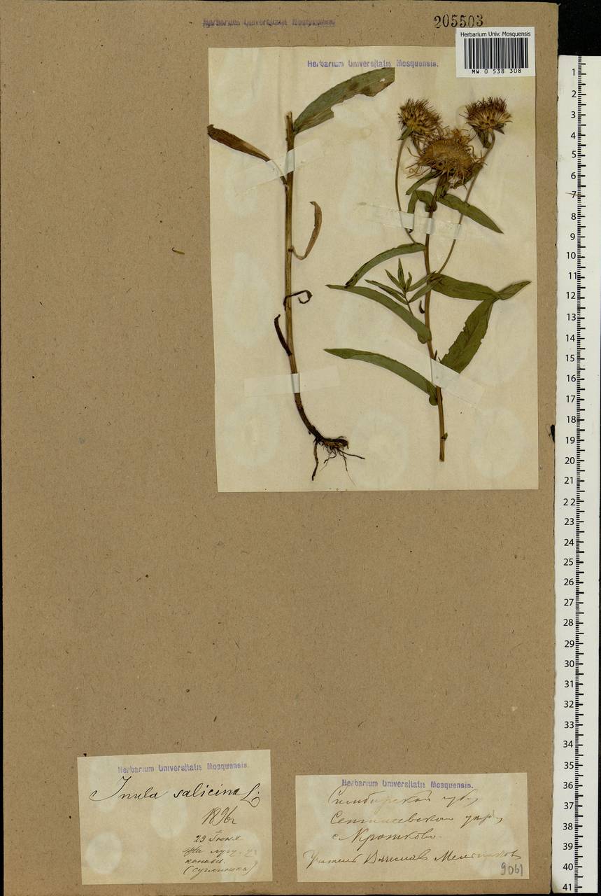 Pentanema salicinum subsp. salicinum, Eastern Europe, Middle Volga region (E8) (Russia)