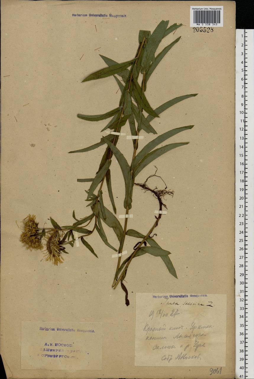 Pentanema salicinum subsp. salicinum, Eastern Europe, Eastern region (E10) (Russia)