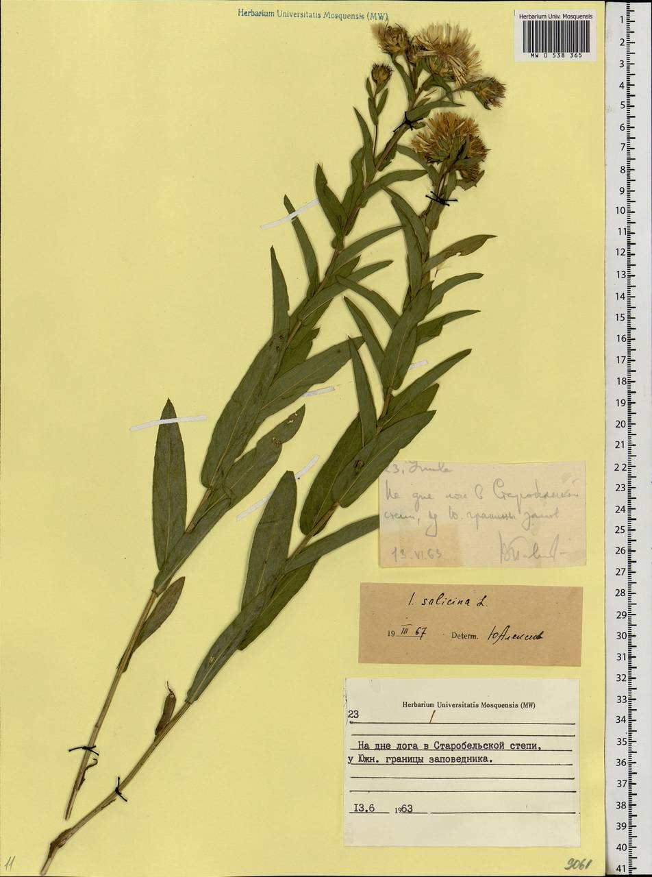 Pentanema salicinum subsp. salicinum, Eastern Europe, North Ukrainian region (E11) (Ukraine)