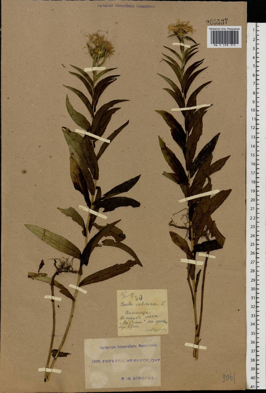 Pentanema salicinum subsp. salicinum, Eastern Europe, South Ukrainian region (E12) (Ukraine)