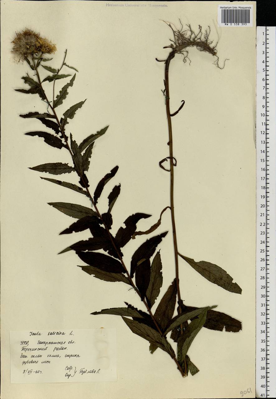 Pentanema salicinum subsp. salicinum, Eastern Europe, West Ukrainian region (E13) (Ukraine)