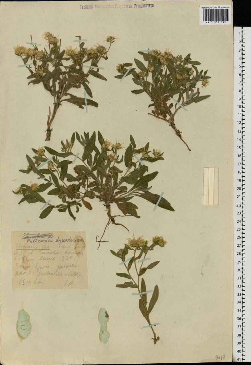 Pulicaria dysenterica (L.) Bernh., Eastern Europe, Lower Volga region (E9) (Russia)